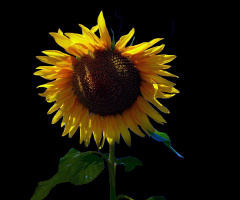SONNENBLUME