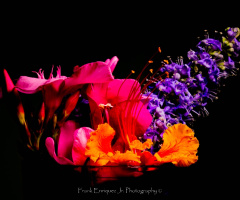 Spring Flowers