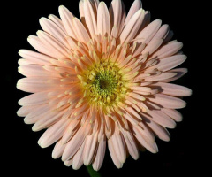 Gerbera