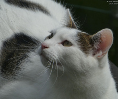 The neighbor's cat is looking for birds (1)