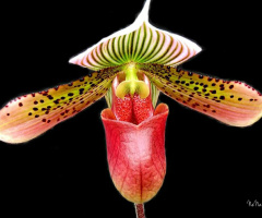 Cypripedioideae