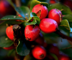 BEEREN
