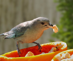 Sayaca Tanager
