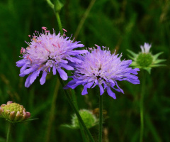 WIESE