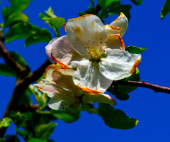 BLÜTEN
