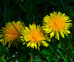 BLÜTEN