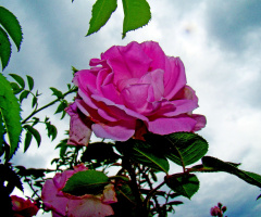 ROSEN