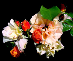 ROSEN