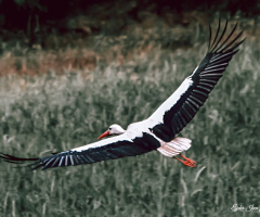 Leylek-2