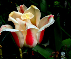 TULPE