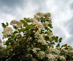 BLÜTEN