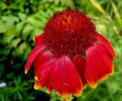 BLÜTE