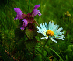WIESE