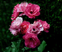 ROSEN