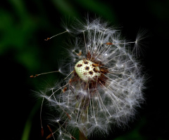 PUSTEBLUME