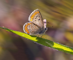 Kelebek 30 04 2019