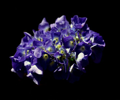 BLÜTEN