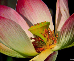 Lotus 
