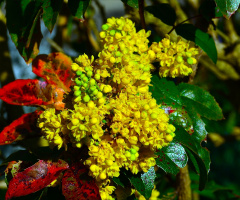 BLÜTEN
