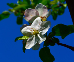 BLÜTEN
