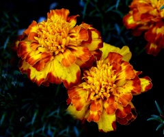 BLÜTEN