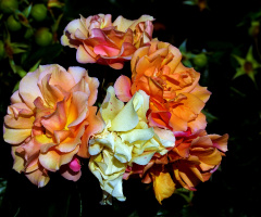 BLÜTEN