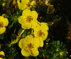 BLÜTEN