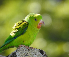Open beak