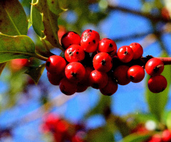 BEEREN