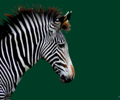 Zebra