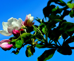 BLÜTEN