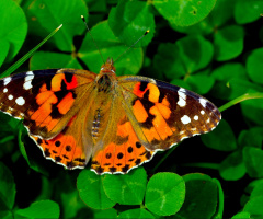SCHMETTERLING