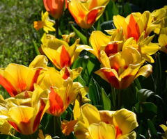 TULPEN