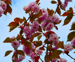 BLÜTEN
