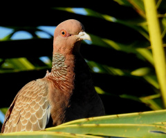 Picazuro Pigeon