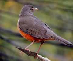 Photos of birds in the city during quarantine