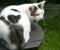 The neighbor's cat is looking for birds (3)