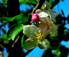 BLÜTEN