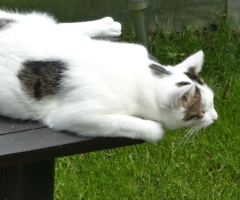 The neighbor's cat is looking for birds (5) 