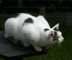The neighbor's cat is looking for birds (4)