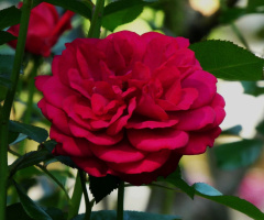 rose