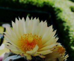 Cactus flowers