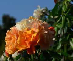 ROSEN