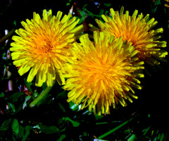 BLÜTEN