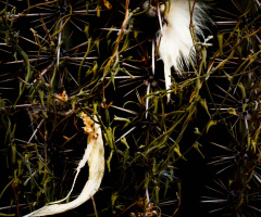 Sonoran Desert Cacti Art