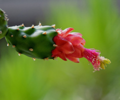 Cactus flowers