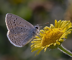 Kelebek 04 09 17