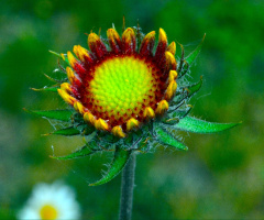 BLÜTE
