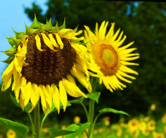 SONNENBLUMEN