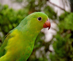 Plain Parakeet